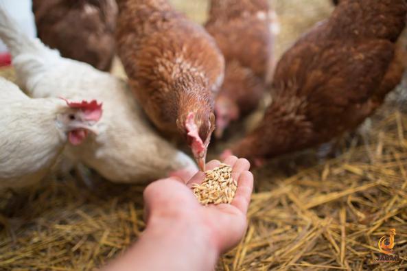 Reasons for popularity of Poultry feed waste