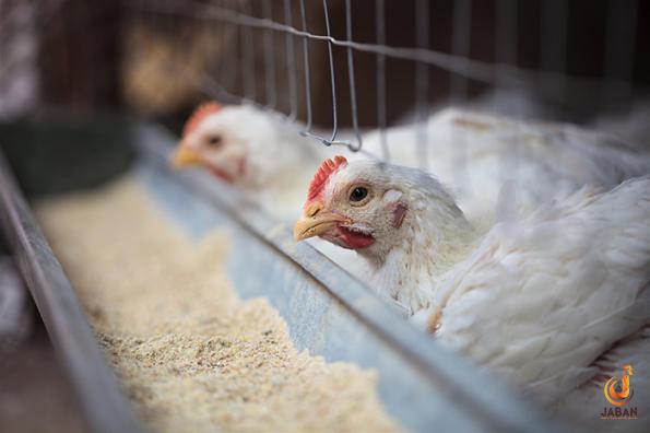 Bulk supply of Poultry feed waste in 2020