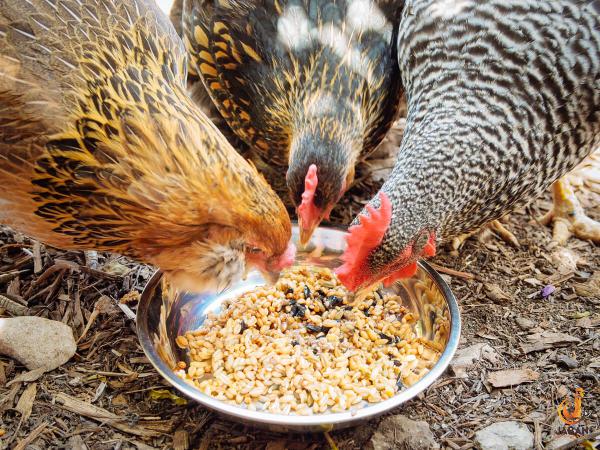 Domestic demand for Poultry feed waste