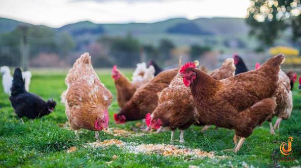 Unique Characteristics of Poultry feed waste