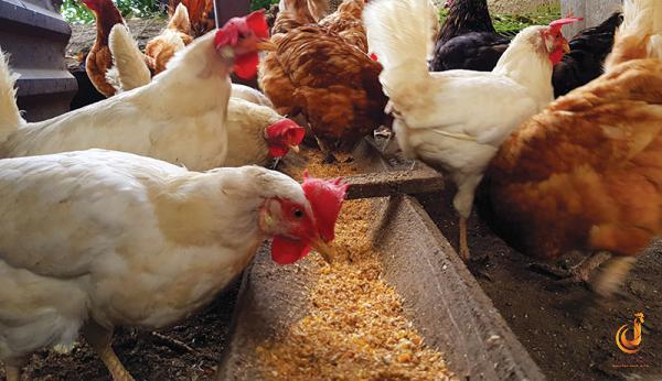 Exporting Poultry feed waste in bulk