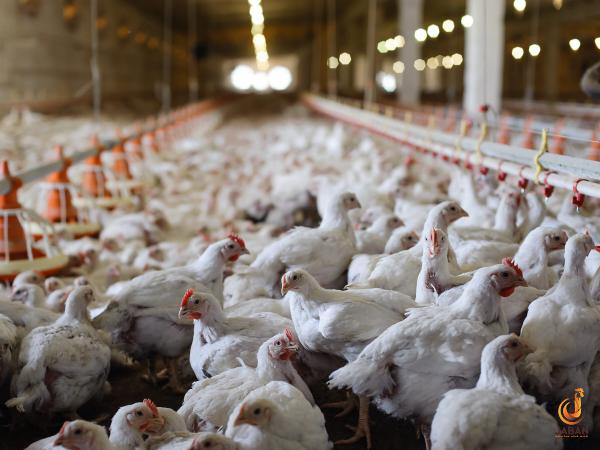 Company price of Poultry feed waste in 2020