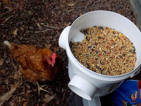 Is Poultry feed waste in high demand?