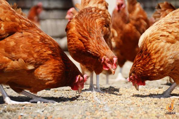 Exporting the best Poultry feed waste