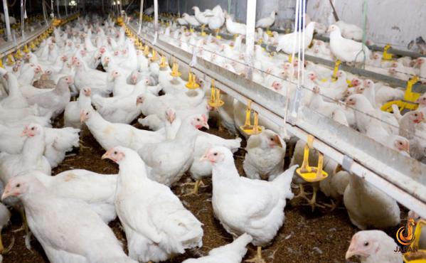 Manufacturing process of Poultry feed waste