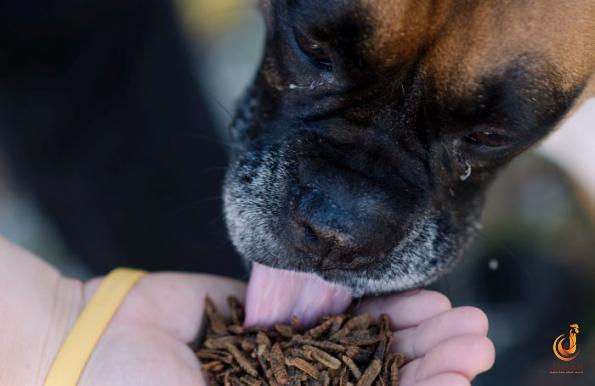 Is Beet Pulp Bad for Dogs?